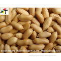 blanched peanut kernels/peanut blanched peanut/dry roasted peanuts salted